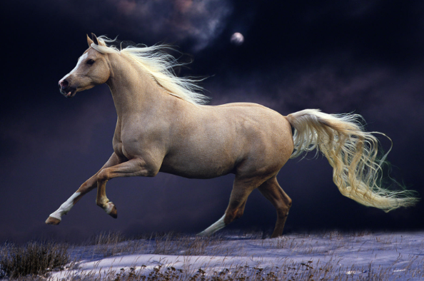 2024澳门特马今晚开奖07期四海朝宗的动物,时尚法则实现_GHI29.673远光版