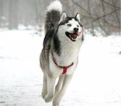 澳门六狗肖,实时更新解释介绍_OGU50.378敏捷版