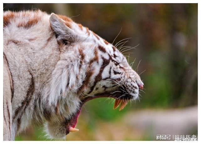 白老虎免费资料大全资料,灵活执行方案_WAJ50.946方案版