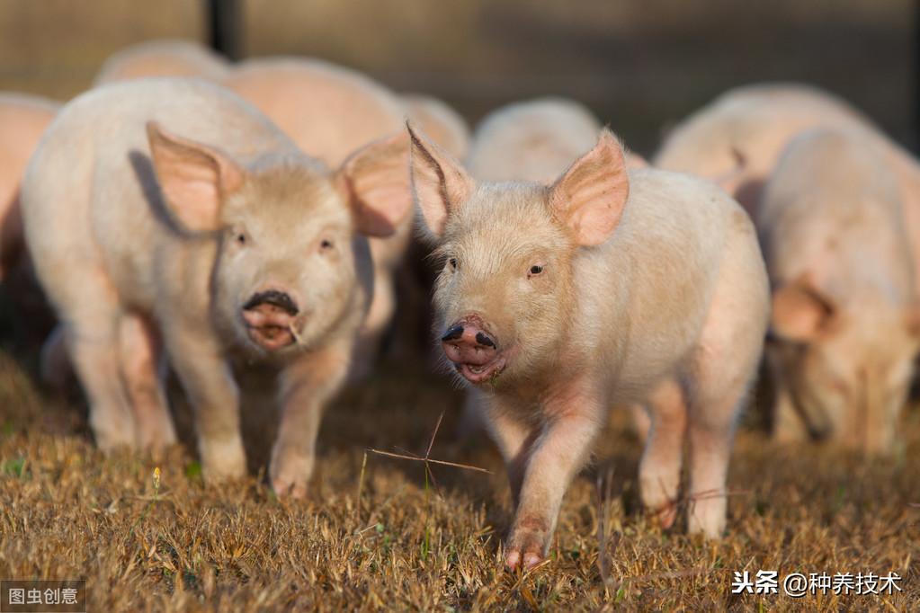 最新鼻肠管护理PPT深度解读与指南