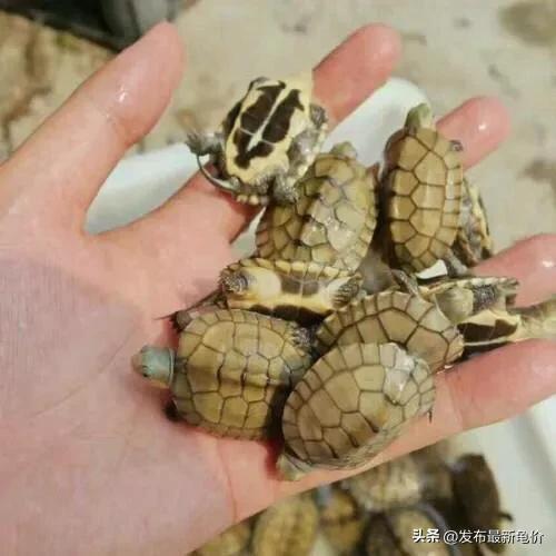 石金钱龟苗最新价格指南，获取与理解市场价格的策略与趋势分析