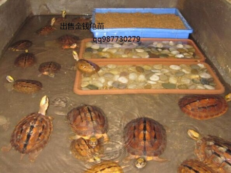 石金钱龟苗最新价格指南,获取与理解市场价格的策略与趋势分析