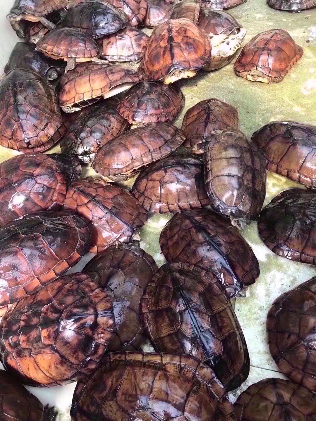 石金钱龟苗最新价格指南,获取与理解市场价格的策略与趋势分析