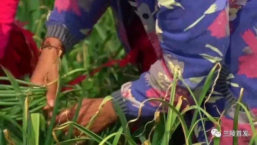 苍山蒜苔最新行情揭秘，小巷深处的蒜香宝藏价格更新