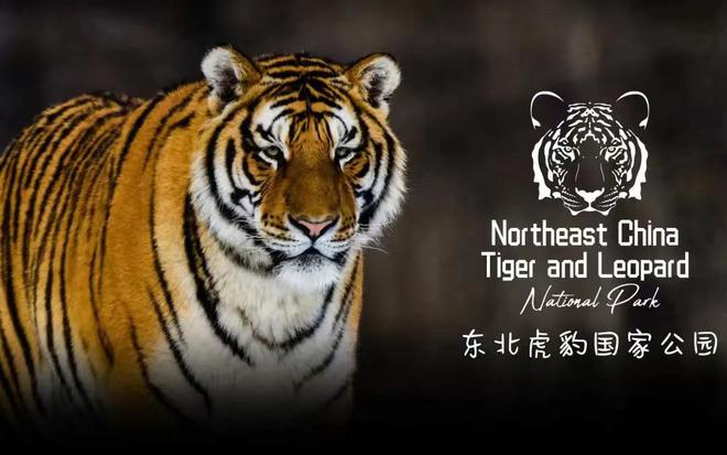 虎豹公园最新消息2024，科技重塑自然生态，未来触手可及