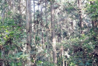 河南林场改革最新动态与友情故事的交织