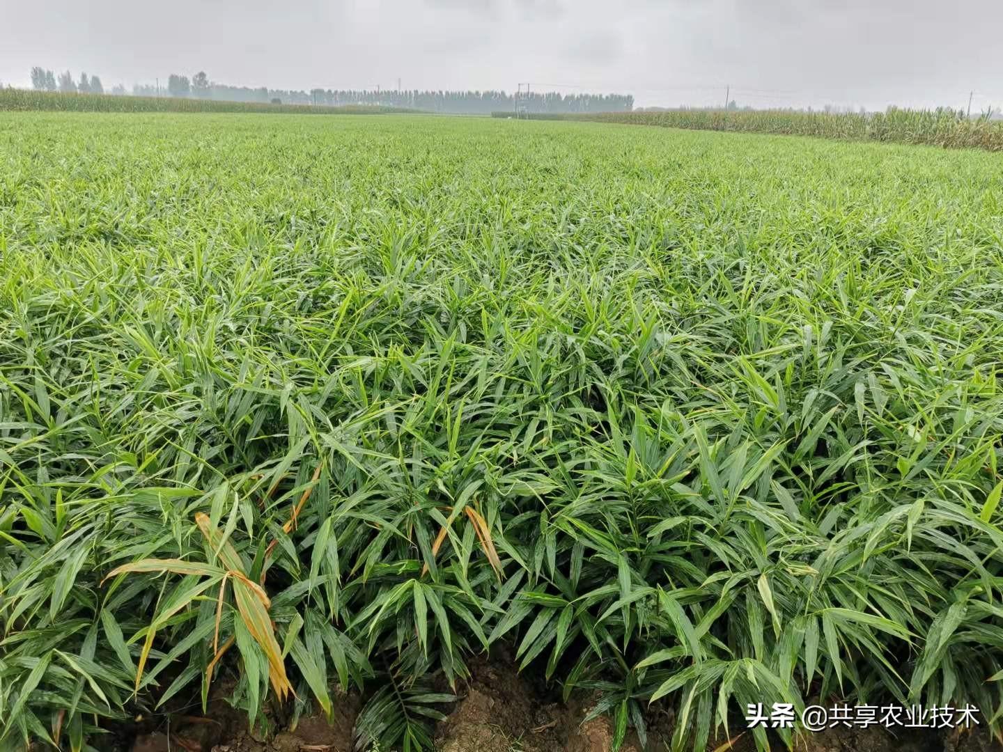 主产区大姜最新价格及论述分析