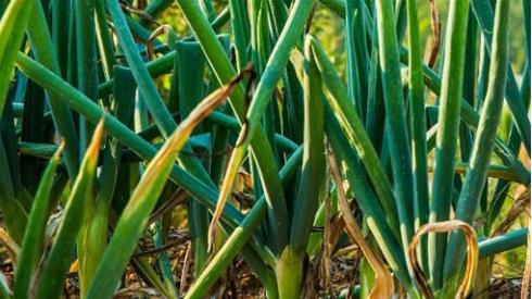 山东大葱价格行情变化中的学习，自信与成就感的源泉