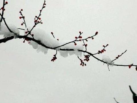 2016最新正版梅花诗,2016最新正版梅花诗——高科技的诗篇,生活的艺术重塑者