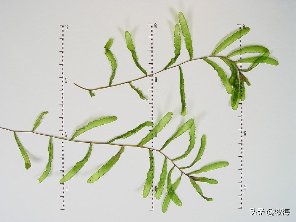 骆马湖采沙最新动态，探寻自然美景，开启内心宁静之旅