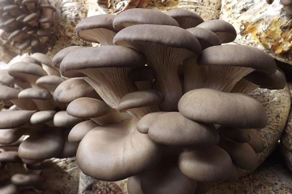 平菇生料栽培最新技术，爱与陪伴的种植之旅启程