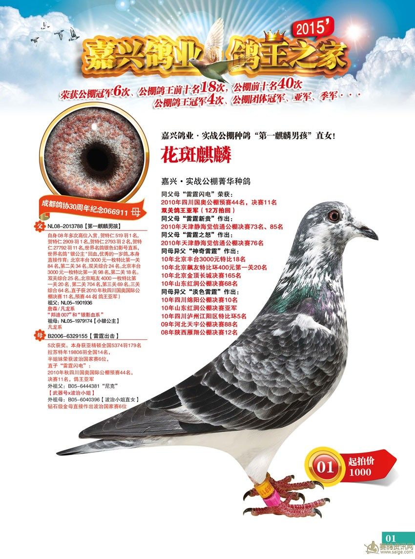 成都鸽友留言板,鸽子的温情与真挚友情故事