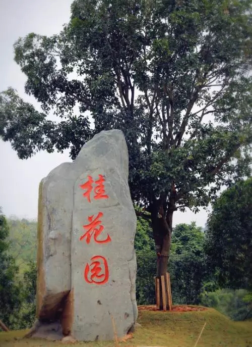 日照桂花园,自然美景探索之旅,寻找内心平和与喜悦的最新消息