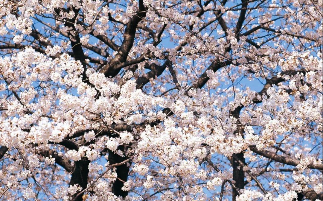 盛唐四月天最新动态揭秘