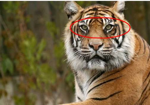 2024年白老虎免费公开,案例实证分析_HKR83.879Allergo版(意为轻快)