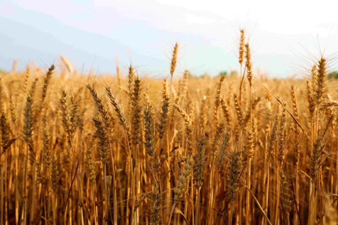 南陵金色城品最新动态,小巷深处的隐藏瑰宝