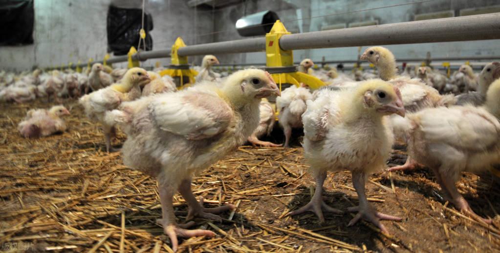 辽宁省最新猪价与科技智能养猪新时代的开启