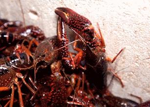 中国小龙虾最新烹饪指南,美味享受与制作方法