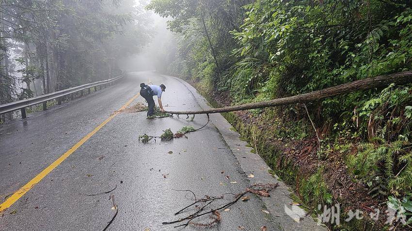 湖北鹤峰暴雨最新消息，影响、观点与分析综述