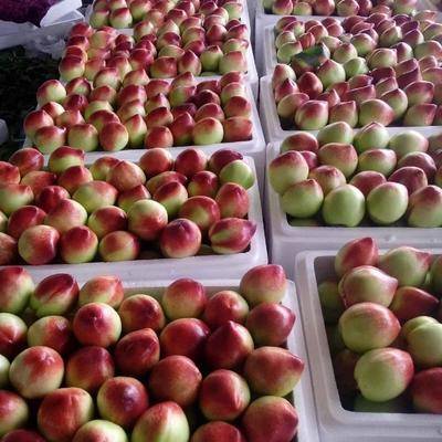 最新桃子价格概览,市场走势、品种差异及购买指南