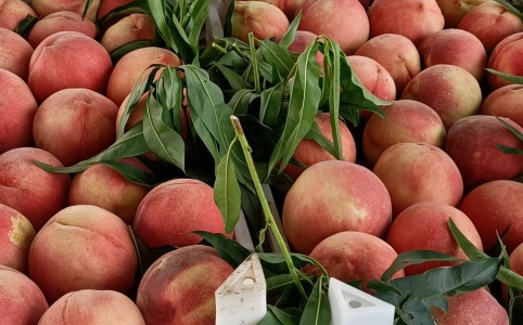 最新桃子价格概览,市场走势、品种差异及购买指南