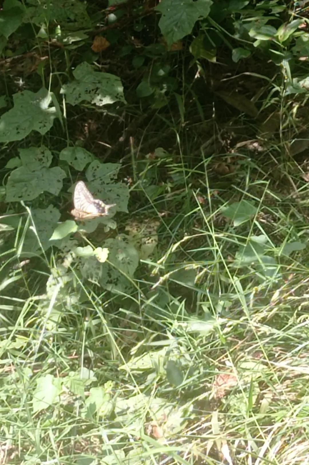 庐江冶父山镇规划更新动态,最新规划与更新进展