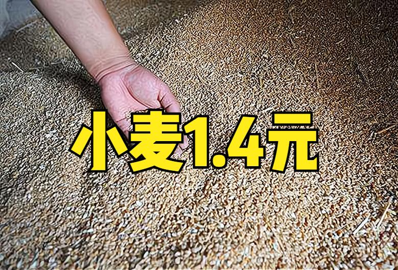 小麦价格走势预测与探索自然美景之旅的双重探索