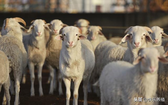最新羊价行情报告,羊价动态更新