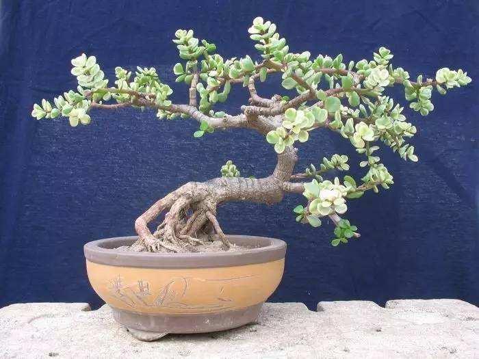 最新盆景作品，自然与艺术的完美交融之杰作