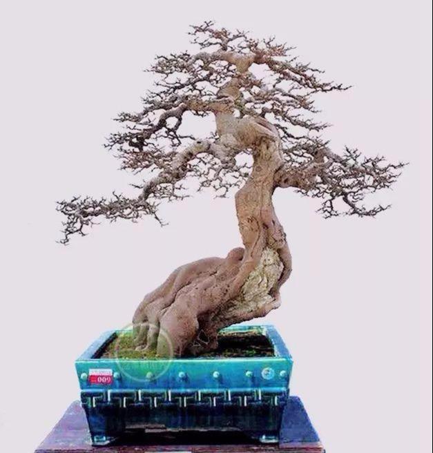 最新盆景作品,自然与艺术的完美交融之杰作