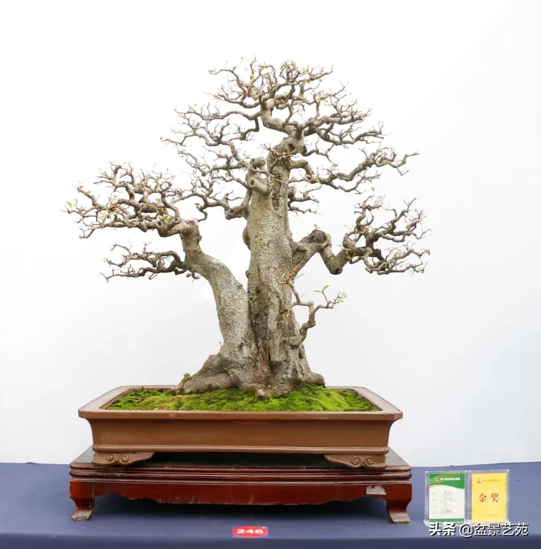 最新盆景作品,自然与艺术的完美交融之杰作