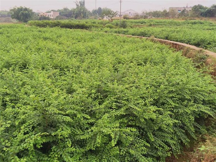 泓森槐小苗价格揭秘,背景、时代地位与影响因素分析