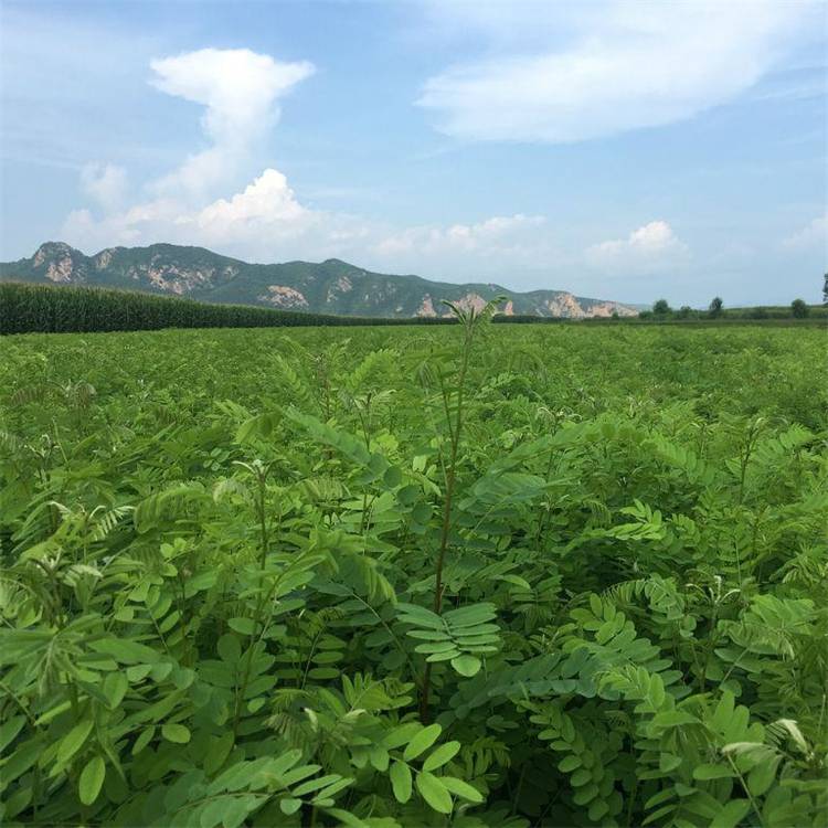 泓森槐小苗价格揭秘,背景、时代地位与影响因素分析