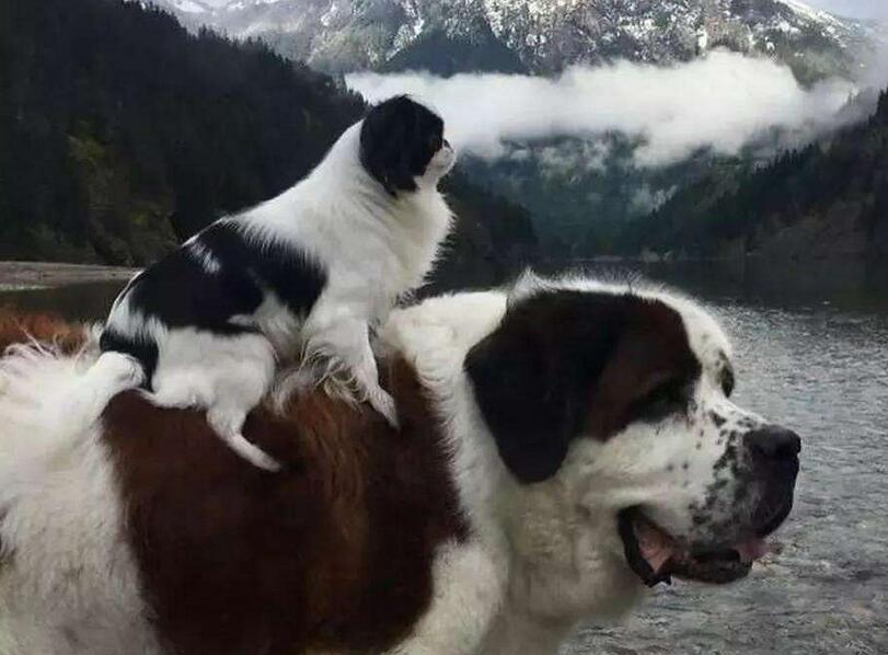 小狗5杀比赛,一场温馨有趣的日常冒险之旅