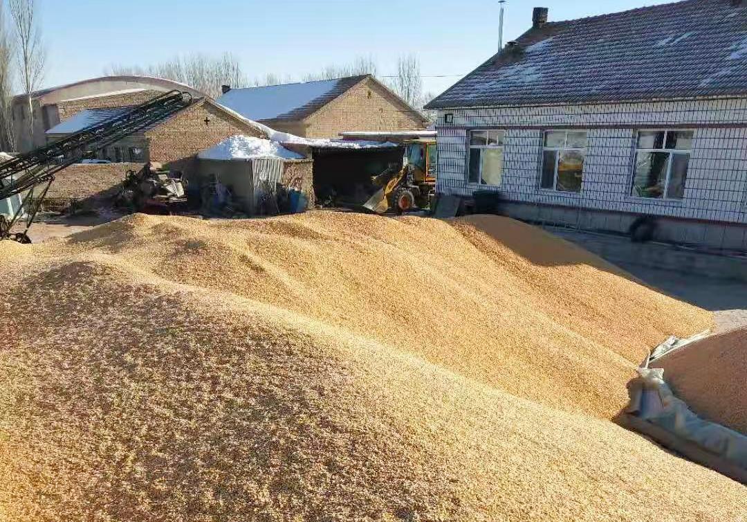 玉米价格走势解析,市场状况与多元观点分析