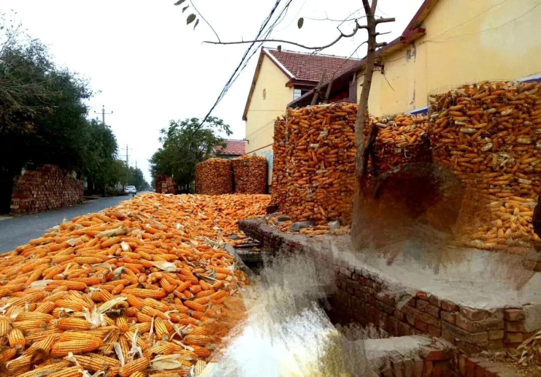 玉米价格走势解析,市场状况与多元观点分析