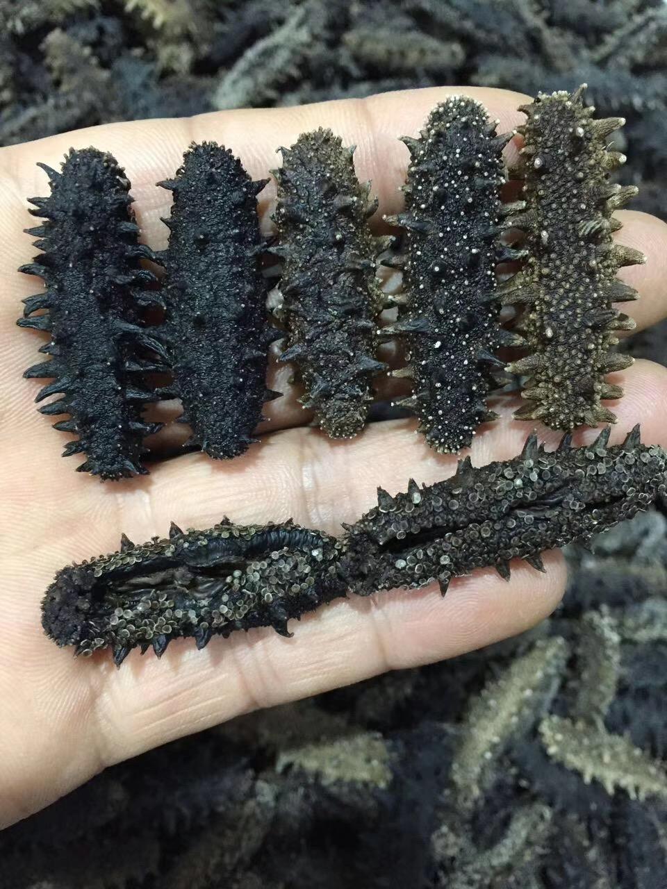 最新海参行情,行情动态与友情的交织浪花