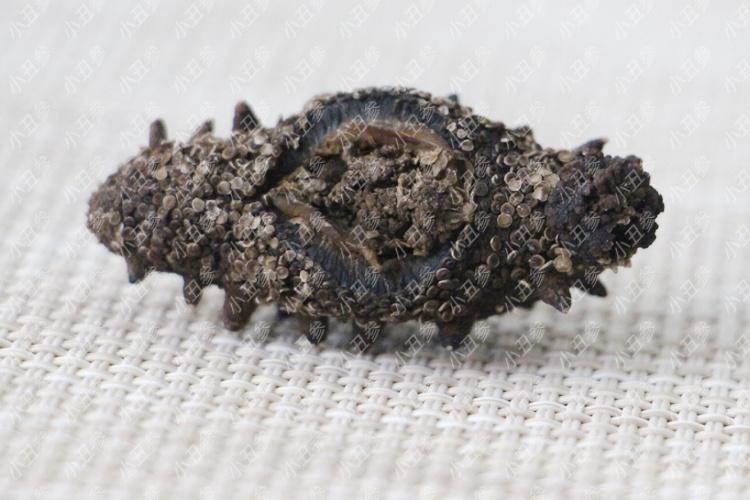 最新海参行情,行情动态与友情的交织浪花