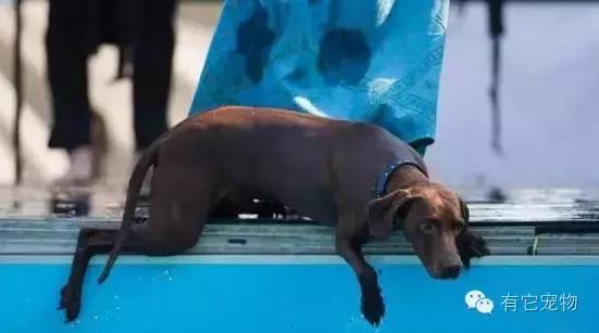 尿裤子比赛,欢乐旅行探索自然美景