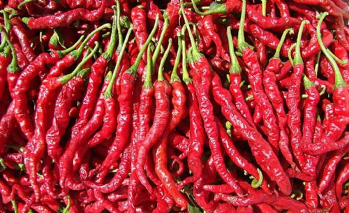 印度椒行情更新,友情之旅的温暖与最新行情揭秘