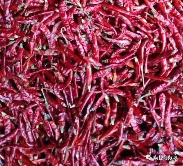 印度椒行情更新,友情之旅的温暖与最新行情揭秘