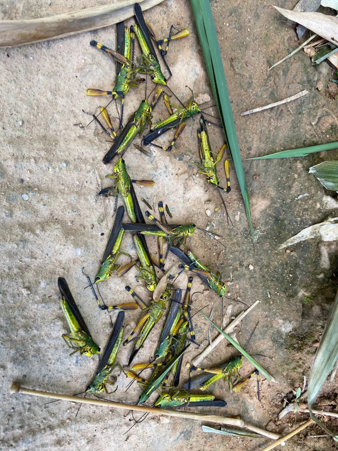 全球关注的生态挑战,蝗虫最新进度报告