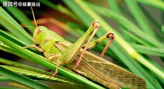全球关注的生态挑战,蝗虫最新进度报告