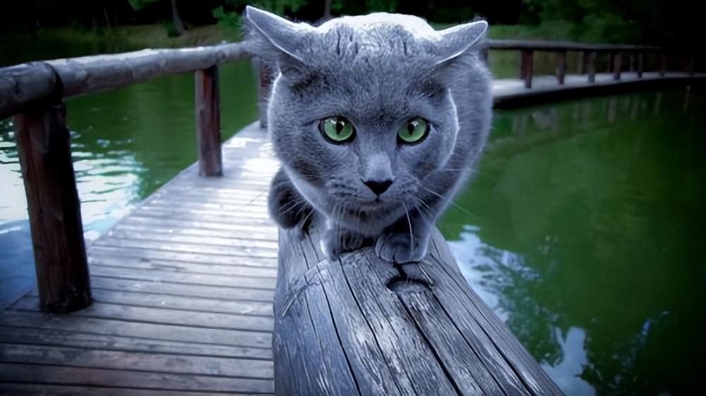俄国蓝猫价格，科技与生活的交融之选