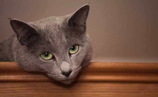 俄国蓝猫价格,科技与生活的交融之选