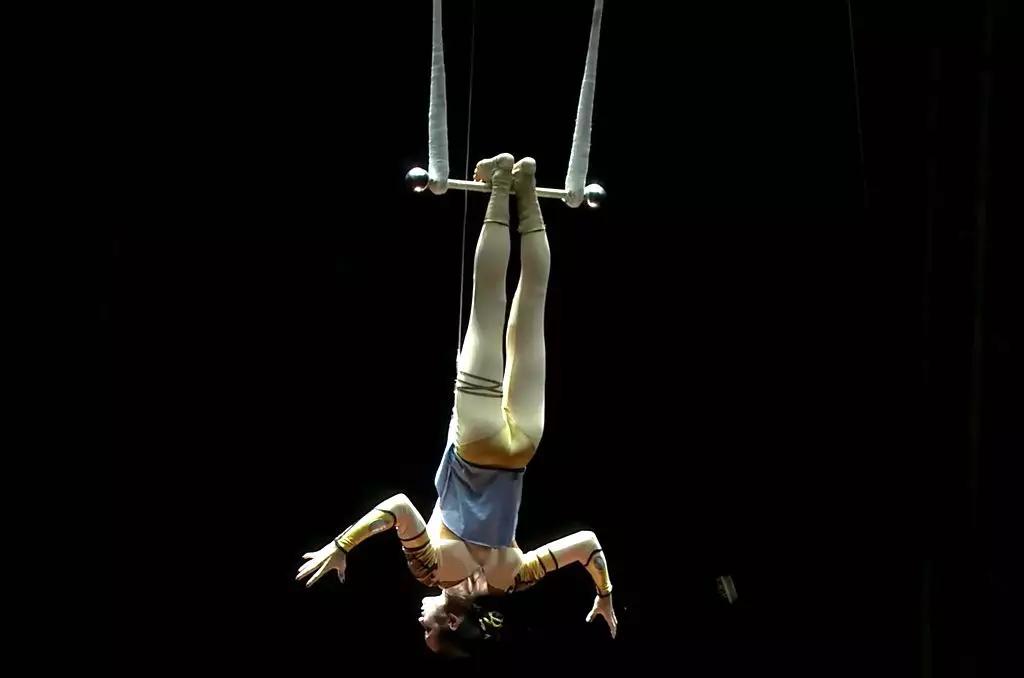 动物演员,演艺界的独特参与者