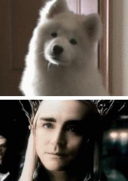 动物演员,演艺界的独特参与者