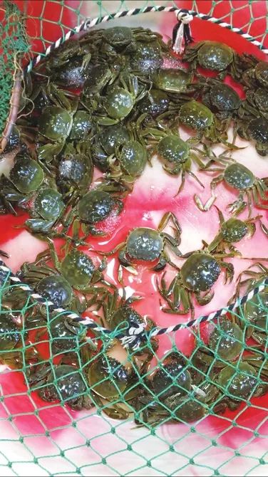 今年螃蟹行情展望,狂欢盛宴与日常温馨共融