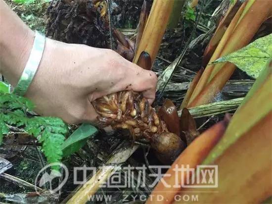 草菓最新价格,自然美景中的旅行探索之旅