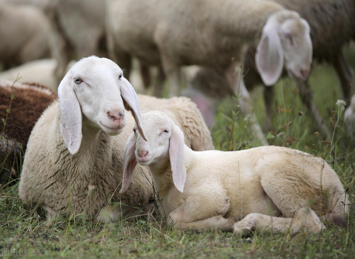 今日羊价格最新行情更新